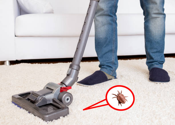 Vacuuming the carpet infested with chiggers