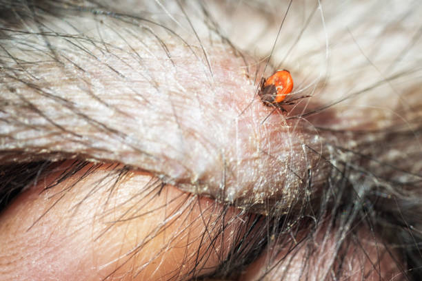 one orange chigger on a pet skin, and human fingers pointing